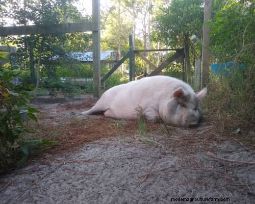 Raising & Processing Pigs: A Farmer s Reflection