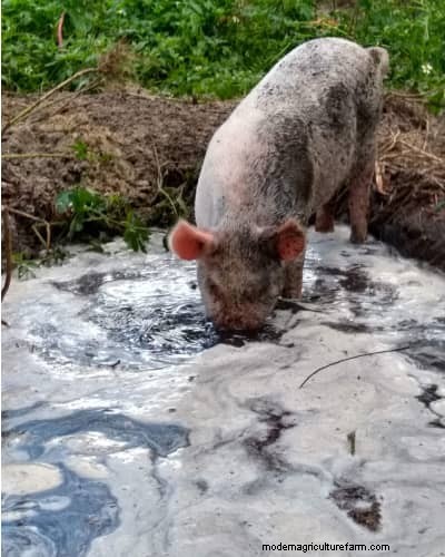 Raising & Processing Pigs: A Farmer s Reflection