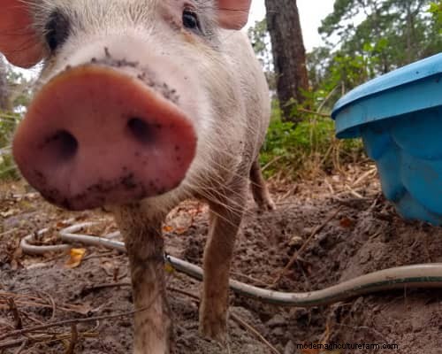 Raising & Processing Pigs: A Farmer s Reflection