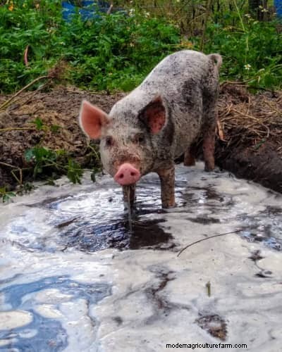 Raising & Processing Pigs: A Farmer s Reflection