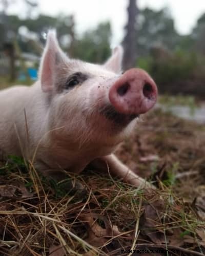Raising & Processing Pigs: A Farmer s Reflection