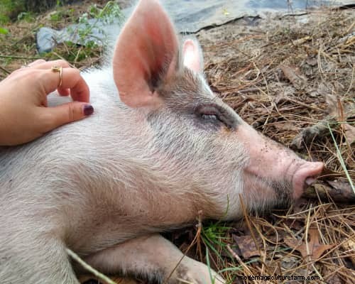 Raising & Processing Pigs: A Farmer s Reflection
