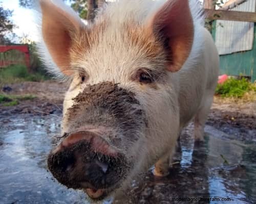 Raising & Processing Pigs: A Farmer s Reflection