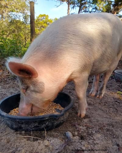Raising & Processing Pigs: A Farmer s Reflection