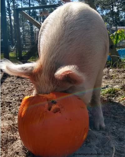 Raising & Processing Pigs: A Farmer s Reflection