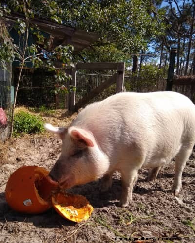 Raising & Processing Pigs: A Farmer s Reflection