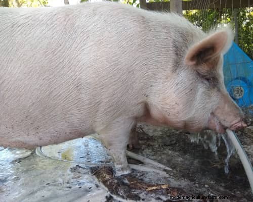 Raising & Processing Pigs: A Farmer s Reflection