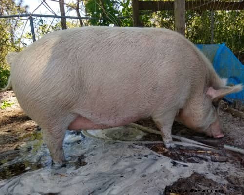 Raising & Processing Pigs: A Farmer s Reflection