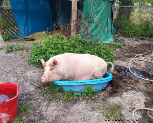 Raising & Processing Pigs: A Farmer s Reflection
