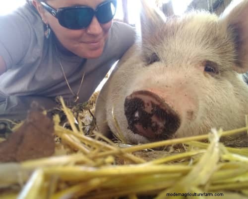 Raising & Processing Pigs: A Farmer s Reflection