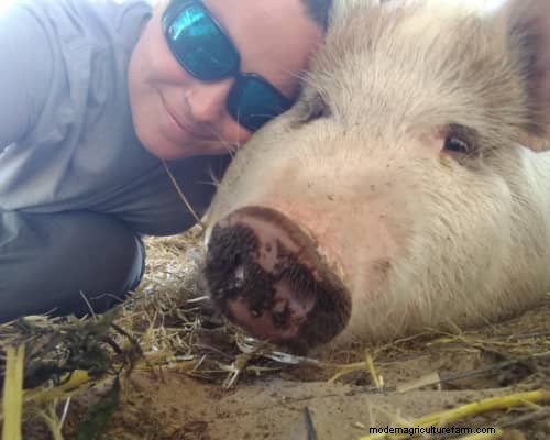 Raising & Processing Pigs: A Farmer s Reflection
