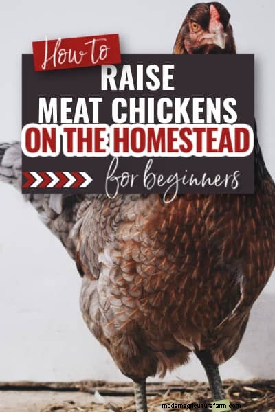 Raising Meat Chickens: A Beginner s Guide to Broilers