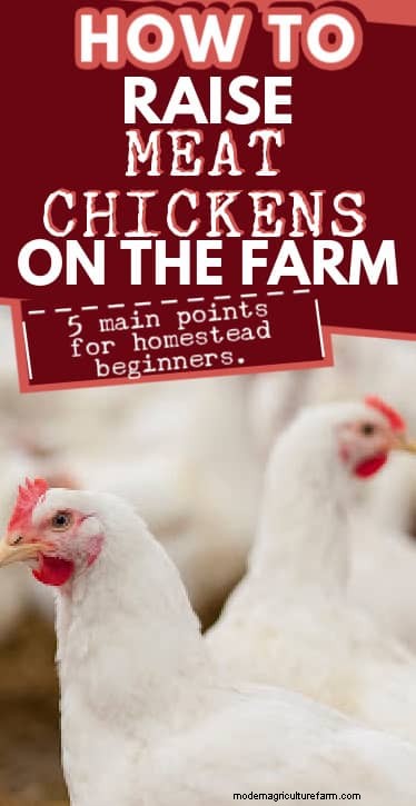 Raising Meat Chickens: A Beginner s Guide to Broilers