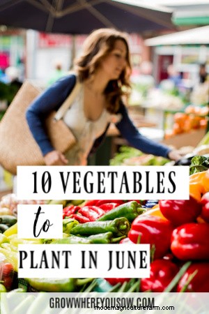 Best Vegetables to Plant in June (Zones 3-10)