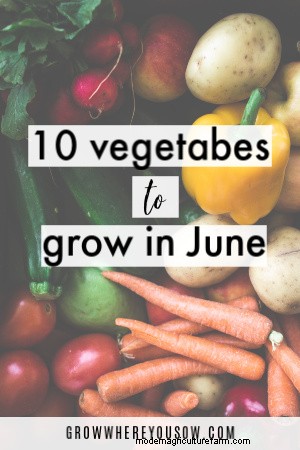 Best Vegetables to Plant in June (Zones 3-10)