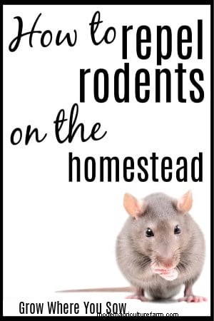 Effective Rodent Repellents for Farms: Proven Homestead Hacks