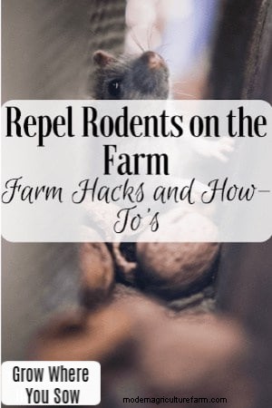 Effective Rodent Repellents for Farms: Proven Homestead Hacks