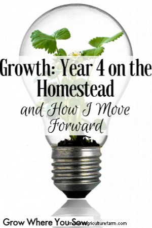 Homestead Growth: Reflecting on Year 4 & Future Plans