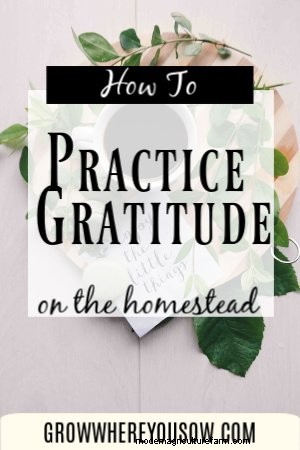 Homesteading Gratitude: Quotes from the Homesteading Community