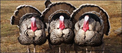 Raising Heritage Turkeys: A Profitable Homestead Venture