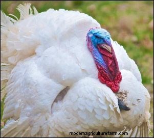 Raising Heritage Turkeys: A Profitable Homestead Venture