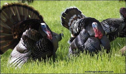 Raising Heritage Turkeys: A Profitable Homestead Venture
