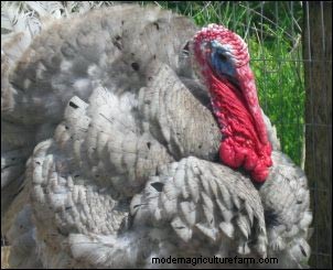 Raising Heritage Turkeys: A Profitable Homestead Venture