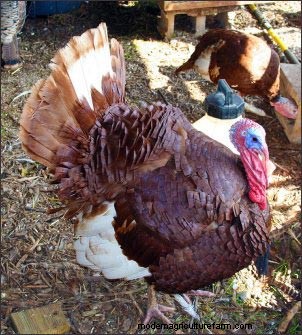 Raising Heritage Turkeys: A Profitable Homestead Venture