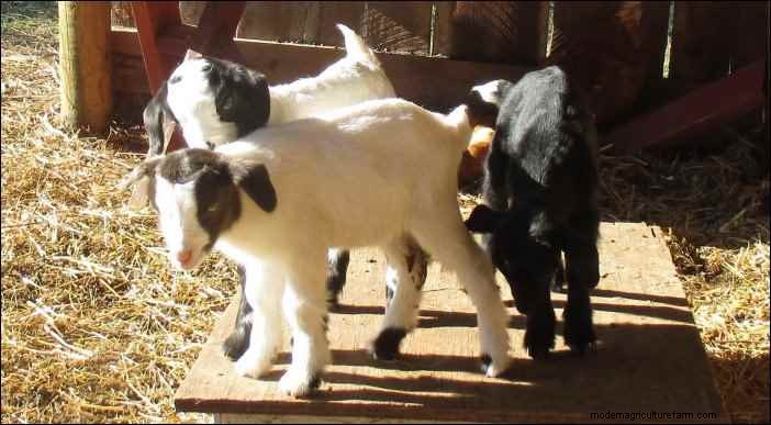 Goat Kidding: A Goatherd s Nightly Observations