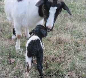 Goat Kidding: A Goatherd s Nightly Observations