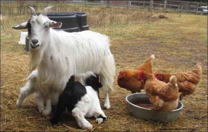 Goat Kidding: A Goatherd s Nightly Observations