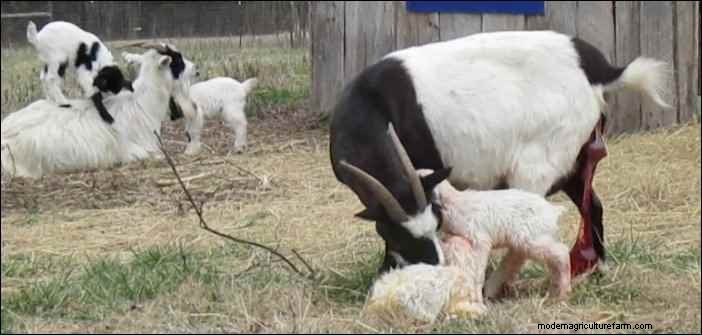 Goat Kidding: A Goatherd s Nightly Observations