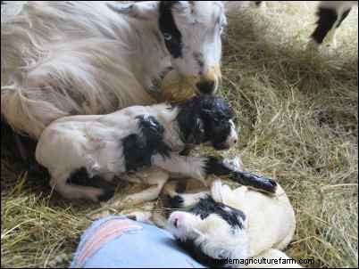 Goat Kidding: A Goatherd s Nightly Observations