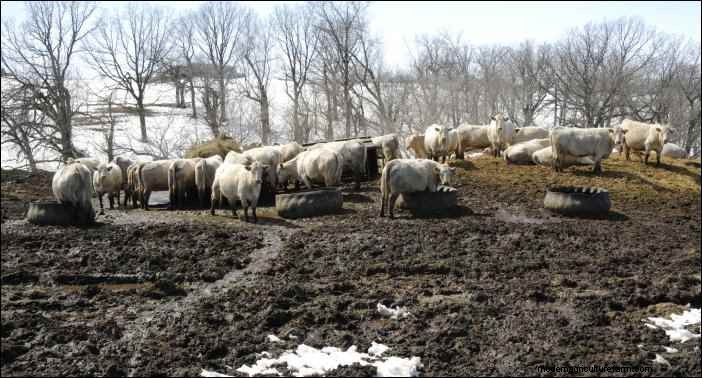 Winter Animal Husbandry: Essential Tips for Homesteaders