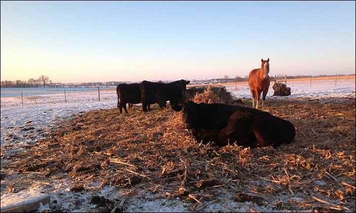 Winter Animal Husbandry: Essential Tips for Homesteaders