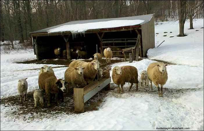 Winter Animal Husbandry: Essential Tips for Homesteaders