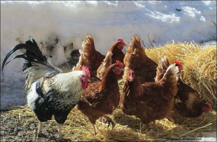 Winter Animal Husbandry: Essential Tips for Homesteaders