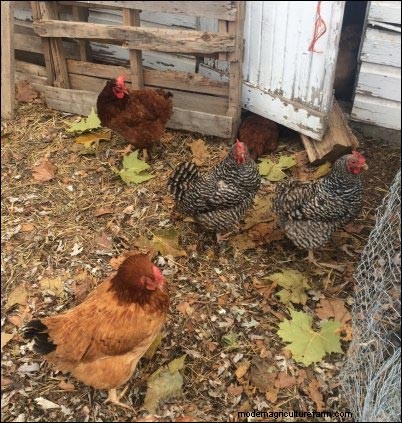 Winter Homestead Prep: Caring for Your Animals - Part 3