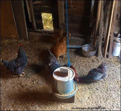 Winter Homestead Prep: Caring for Your Animals - Part 3