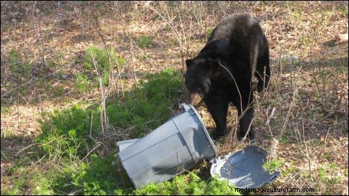 Dealing with Nuisance Wildlife: Prevention & Solutions