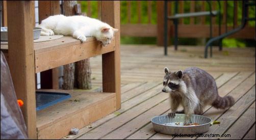 Dealing with Nuisance Wildlife: Prevention & Solutions