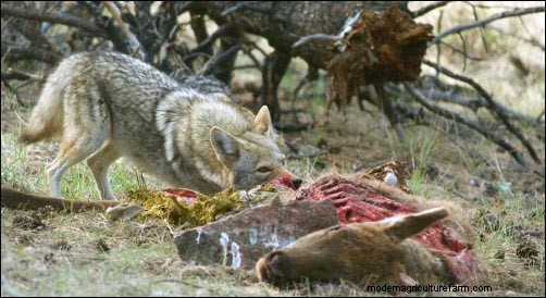 Dealing with Nuisance Wildlife: Prevention & Solutions