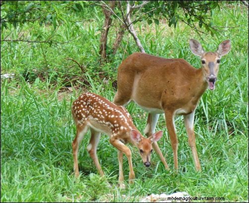 Dealing with Nuisance Wildlife: Prevention & Solutions
