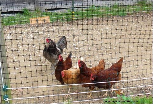 Protecting Your Chickens from Foxes: Proven Strategies