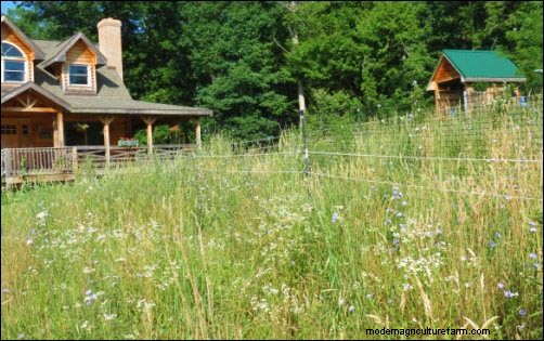 Protecting Your Chickens from Foxes: Proven Strategies