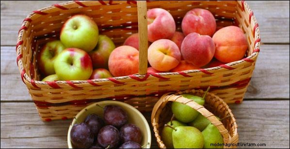Launch a Successful CSA: A Comprehensive Guide for Farmers