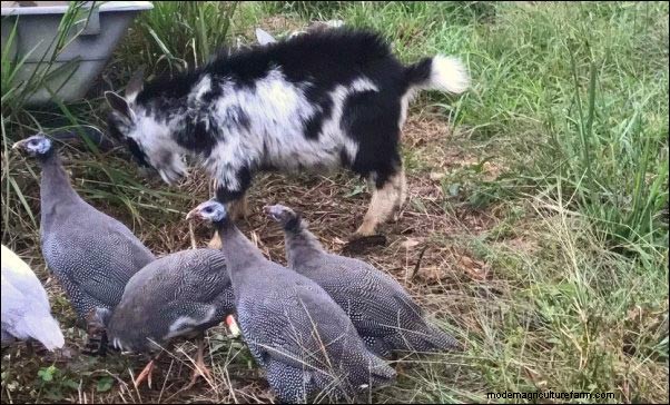 Guinea Fowl: Harnessing Inpangela Magic for Homestead Protection & Fertility