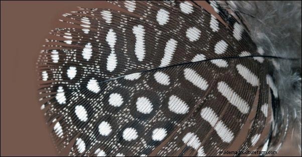 Guinea Fowl: Harnessing Inpangela Magic for Homestead Protection & Fertility