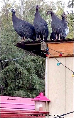Guinea Fowl: Harnessing Inpangela Magic for Homestead Protection & Fertility