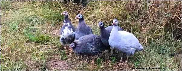 Guinea Fowl: Harnessing Inpangela Magic for Homestead Protection & Fertility